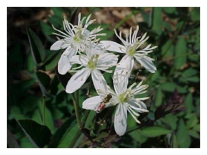 CLEMATIS recta 'Purpurea'